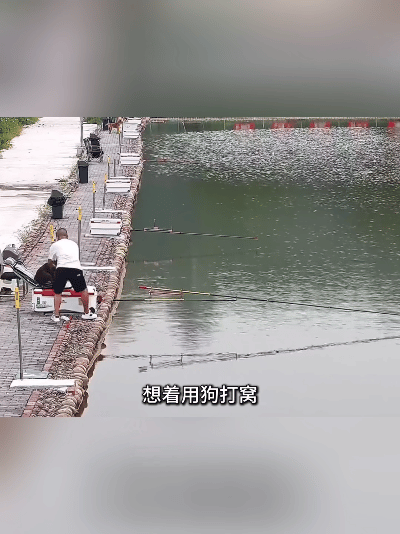 万万没想到！监控记录奇葩钓鱼趣事，人狗反转笑喷众人
 
若不是监控拍下全过程，真
