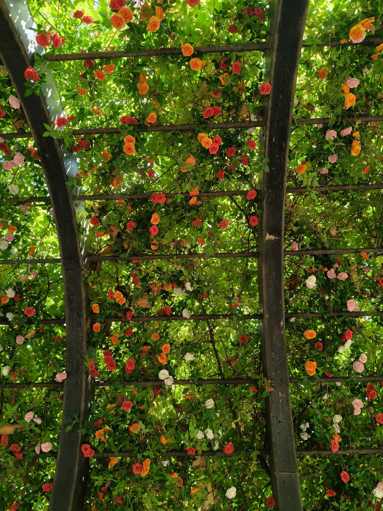 生命的钟摆
生命有时是檐角的铜铃
风来便振出碎金似的响
每一次振动都撞着光
把日