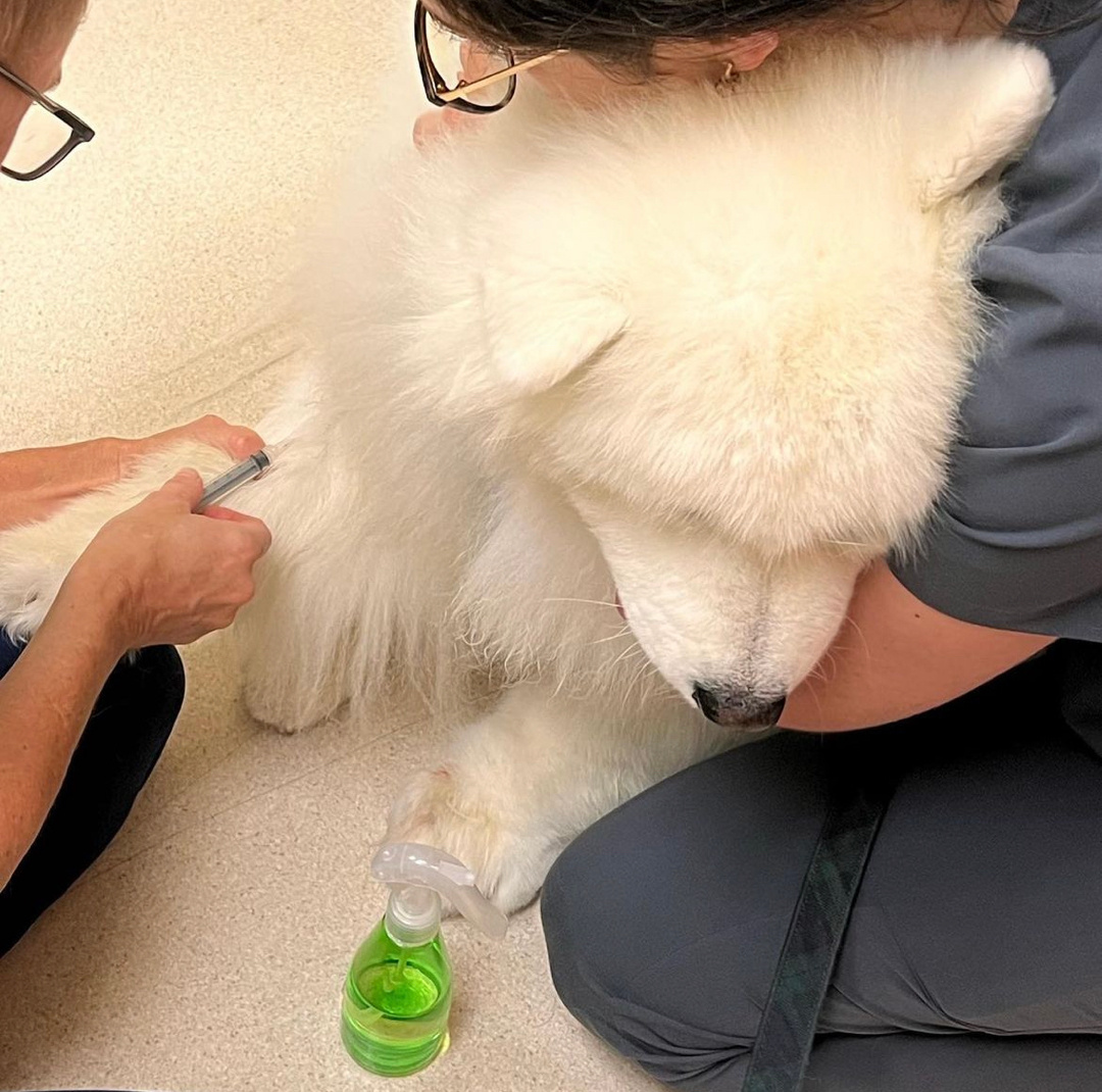 害怕打针不敢看的萨摩耶 