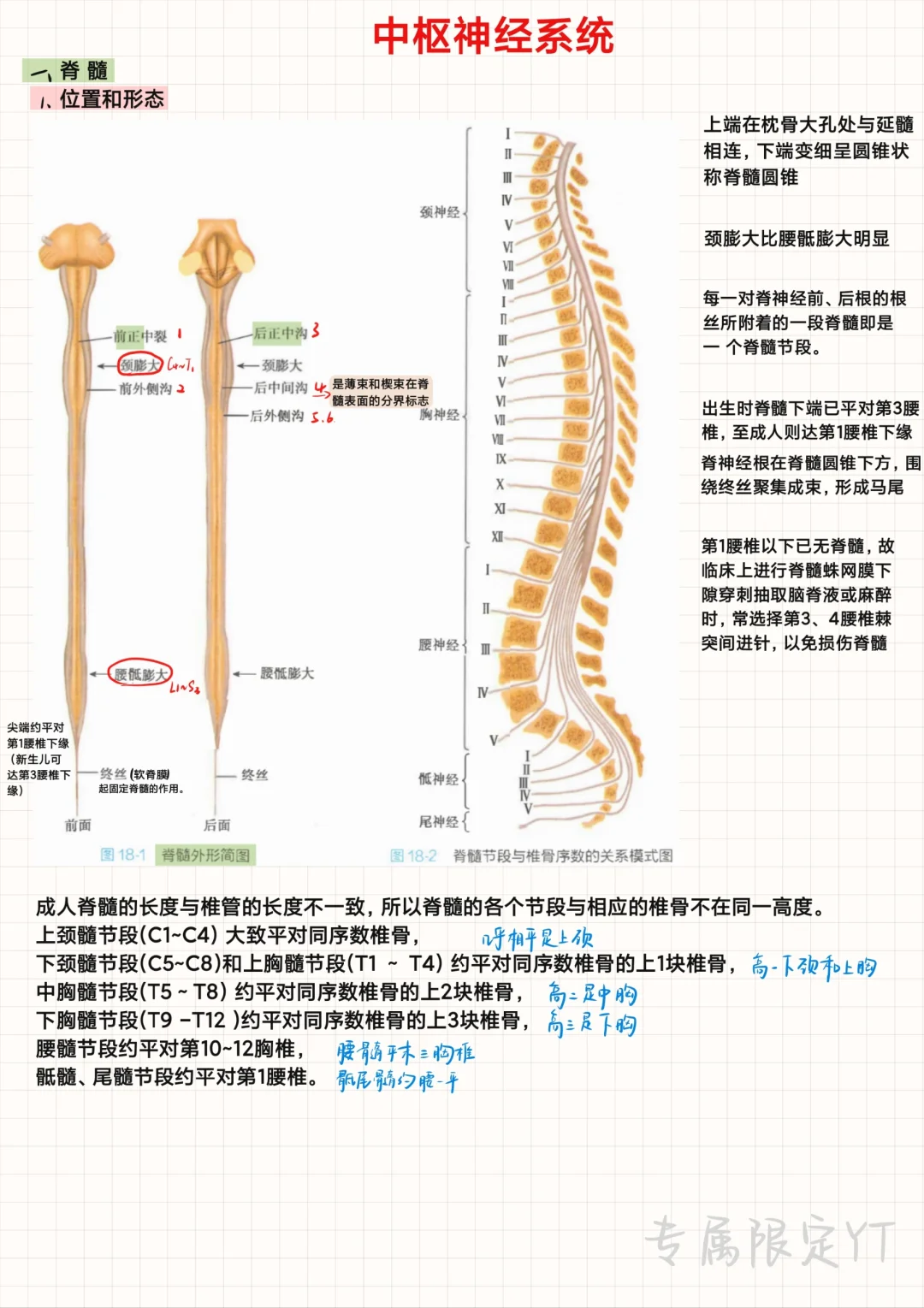 系统解剖学（16）-中枢神经系统①