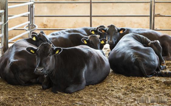 澳洲肉类进口限制完全放开。12月3日，澳大利亚总理阿尔巴尼斯称，中国对澳洲最后两