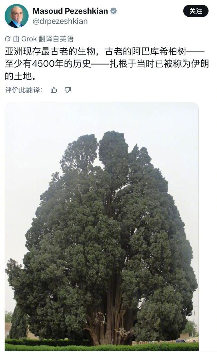 【伊朗总统发古树照意味伊朗打不垮】伊朗总统发了一棵树！昨晚（当地时间16日），伊