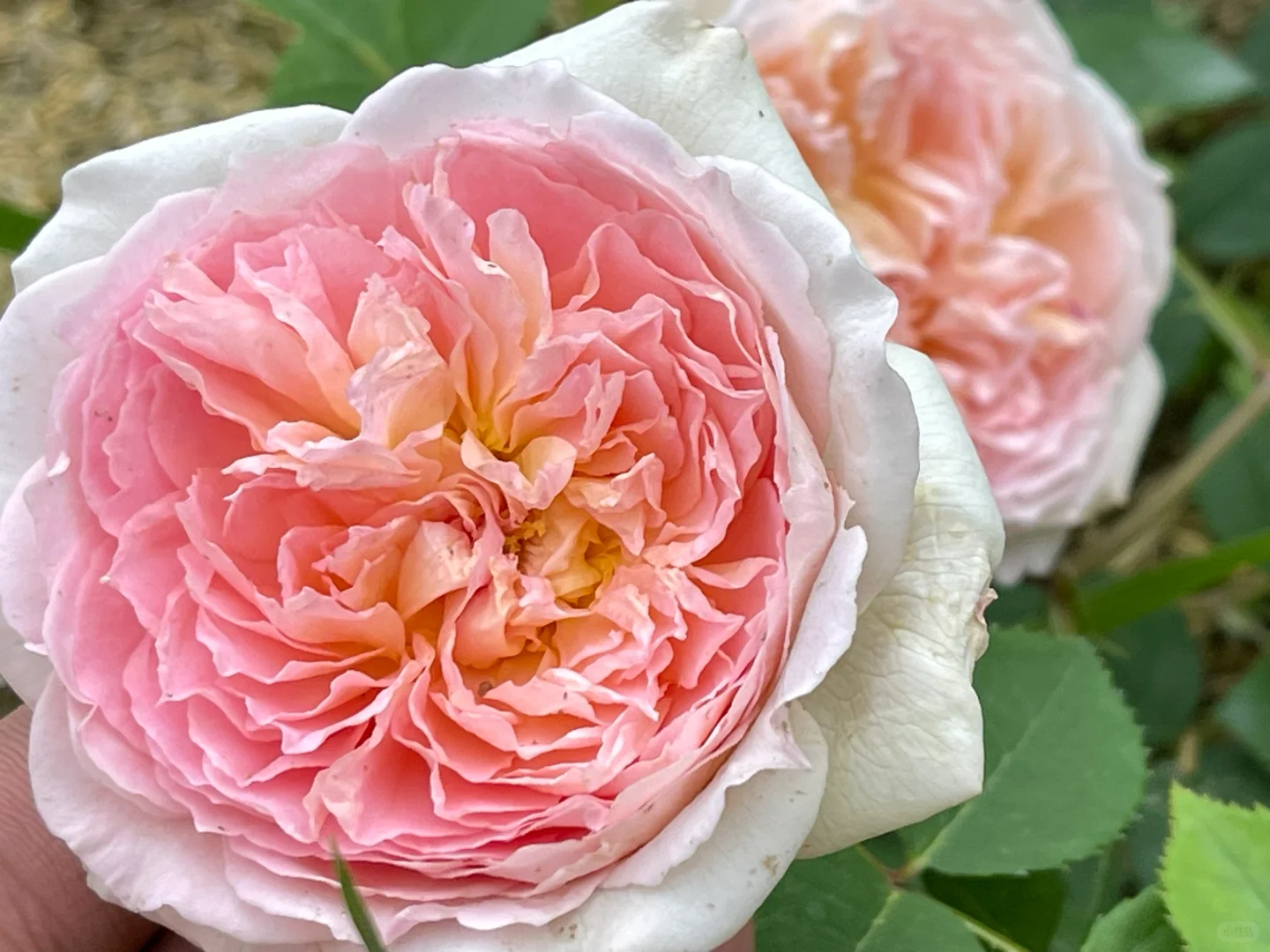 芭斯希芭初花