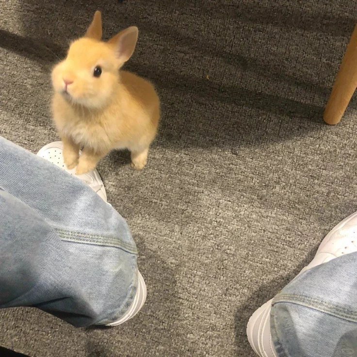审兔积累 ₍ᐢ..ᐢ₎bunny🫧  专栏 · (｡- .•)