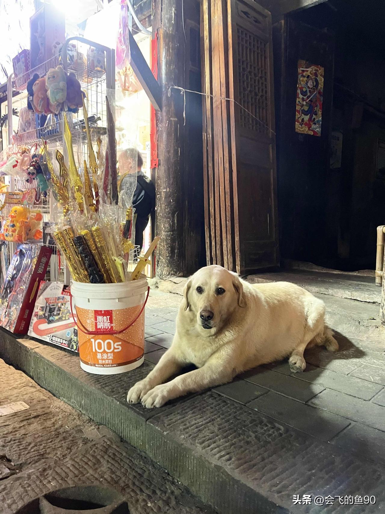 古城阆中的网红狗狗，这体型也太大了，每天就躺在古城最热闹的街口，一双大大的眼睛，
