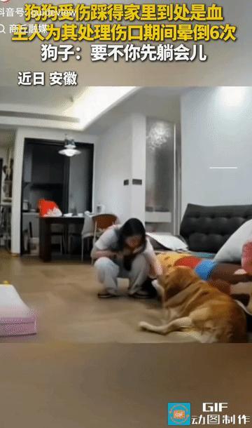 不可思议！安徽，一女子给宠物狗狗包扎伤口时，因晕血反复倒地好几次，网友:  我想