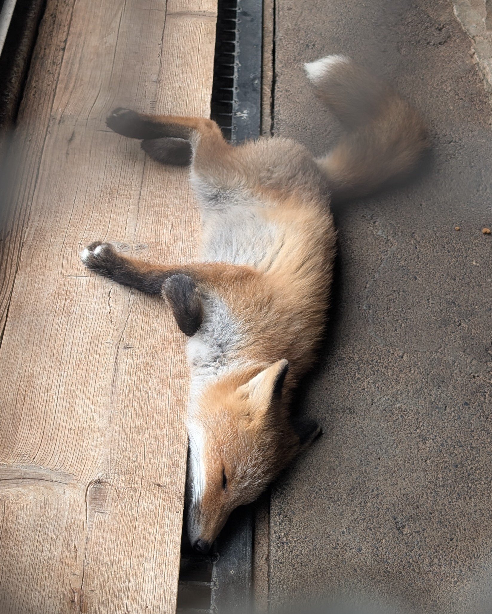狐狸 天气很热小狐狸睡成了FOX里的F©️gomakomame 