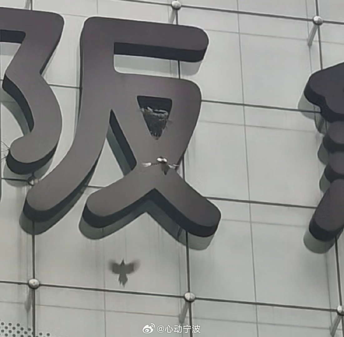 又一对喜鹊夫妇在宁波阪急安家 2026年早春，宁波阪急百货外立面“阪”字缝隙中，