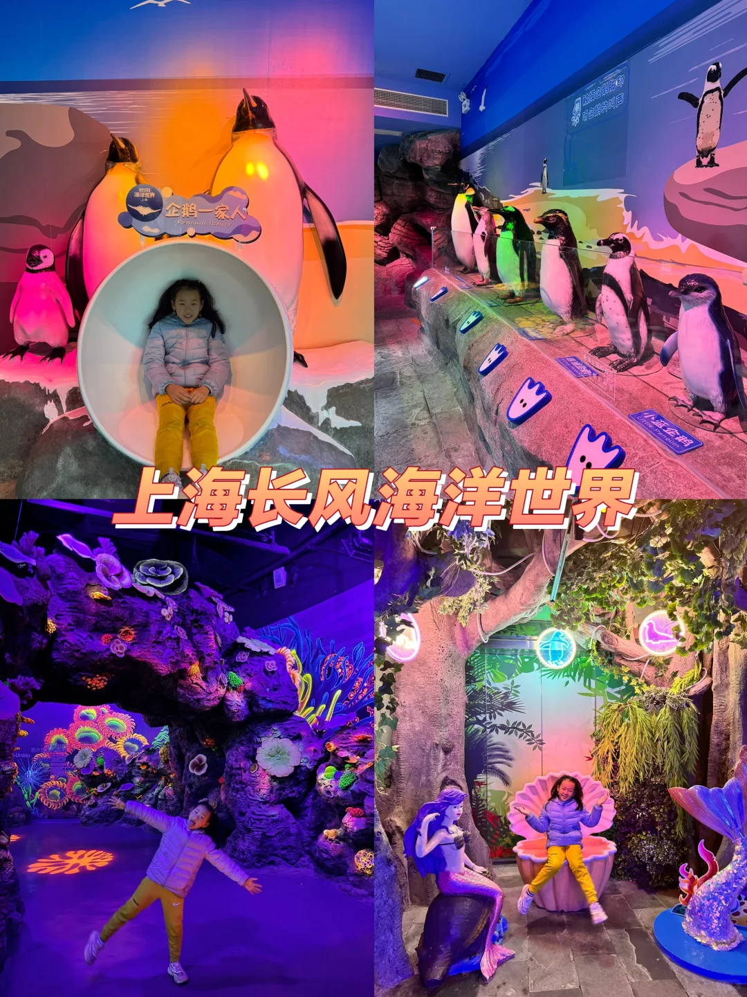 老牌海洋馆来了群小企鹅，太可爱啦！