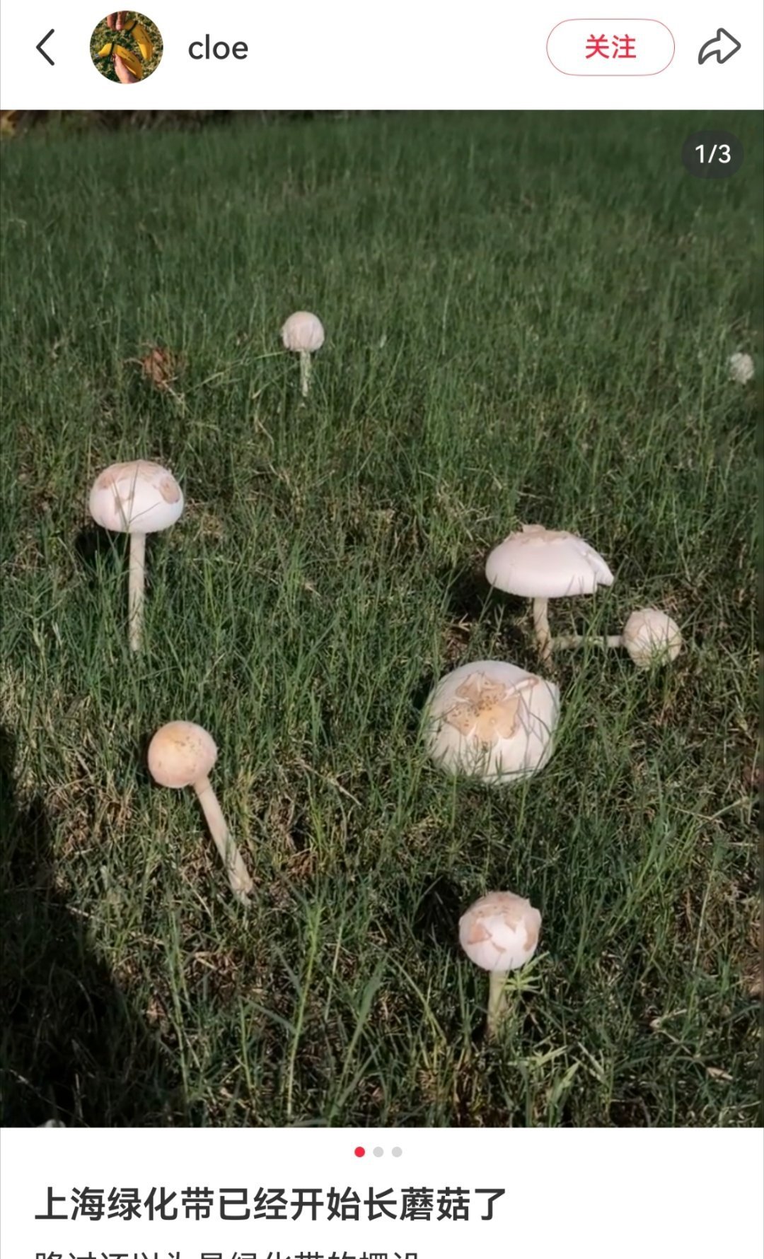上海绿化带又长蘑菇上海绿化带又长蘑菇 