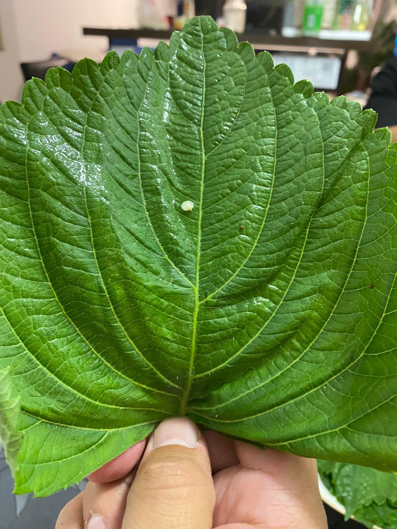 一切皆可包#美食 #烤肉