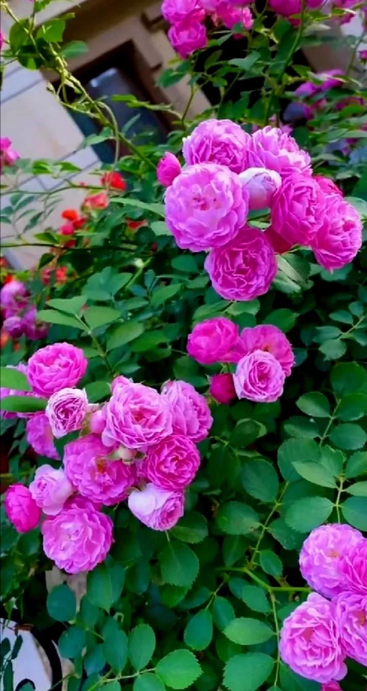 鲜花绽放，心情愉悦