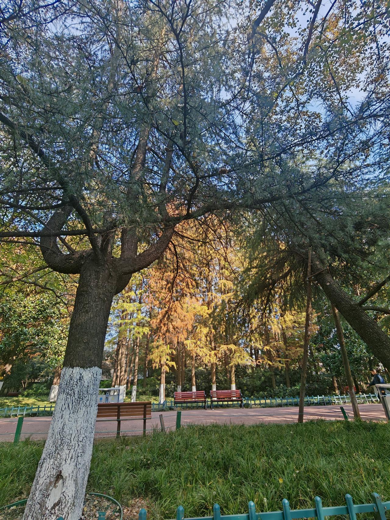 看到满地落叶，思绪一下子就飘远了。一方面想到大地，落叶归根，尘归尘、土归土，这是