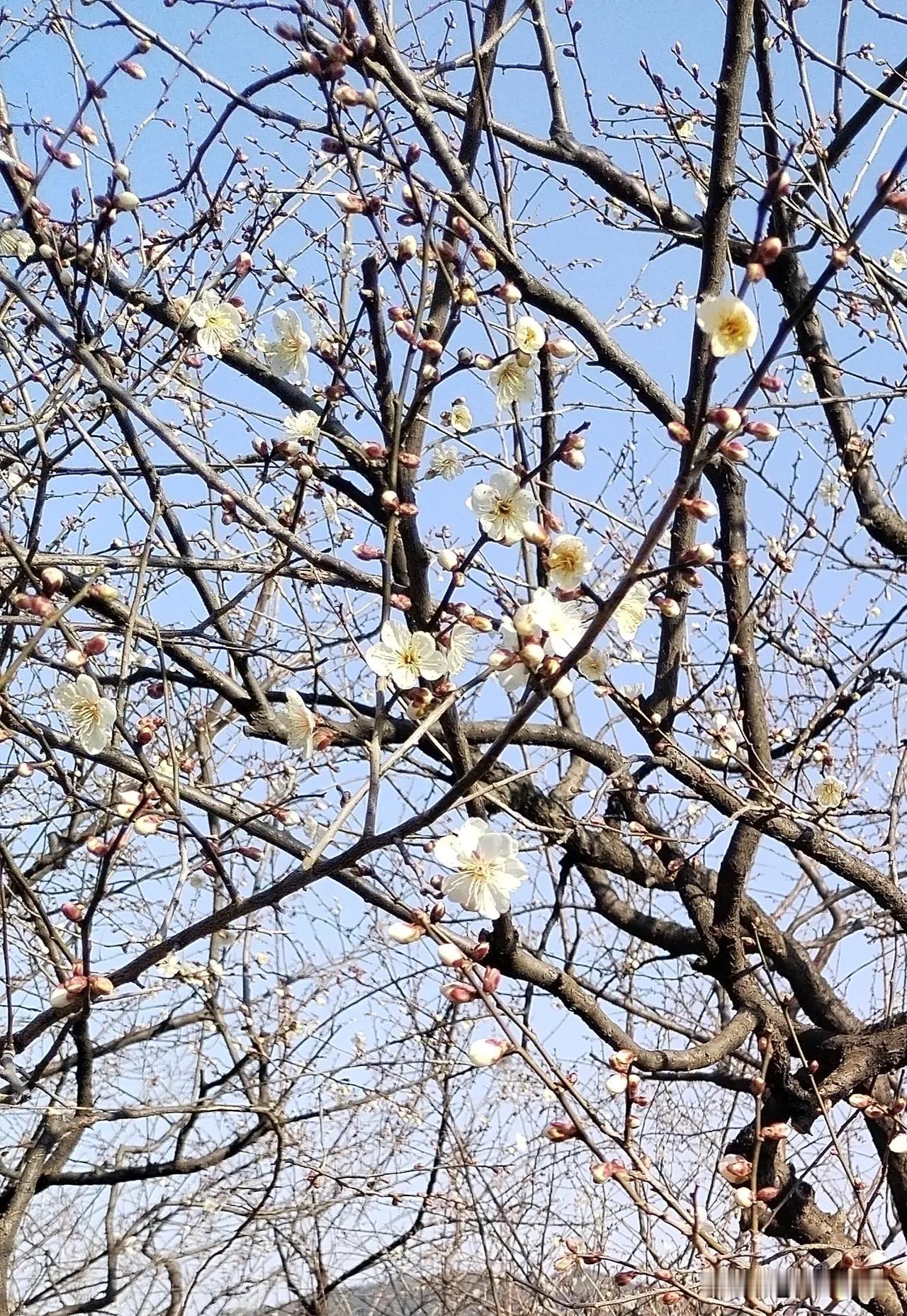 腊梅花开
 
霜风摇瘦枝
寒凝的世界里
腊梅 悄然醒来
 
第一朵金黄
如夜的星