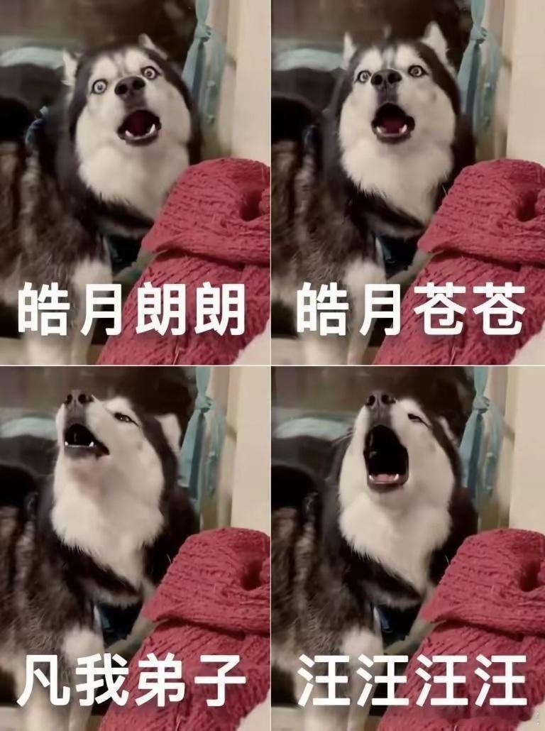 算了算了，短剧随时可以看，狗命就只有一条，我先睡了，就不熬夜看短剧了
