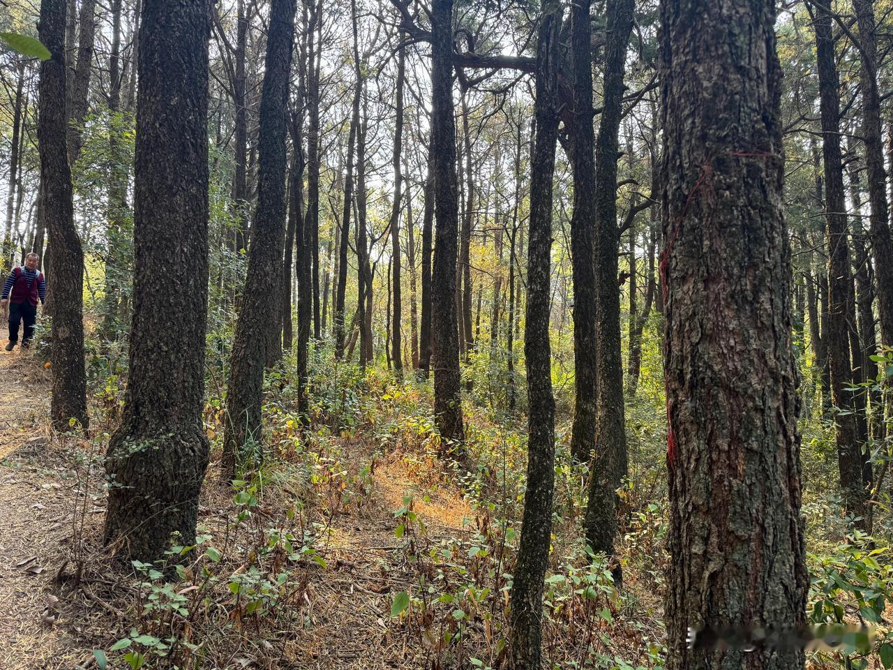 展示你拍摄的树木照片林中松树和马樱花树。