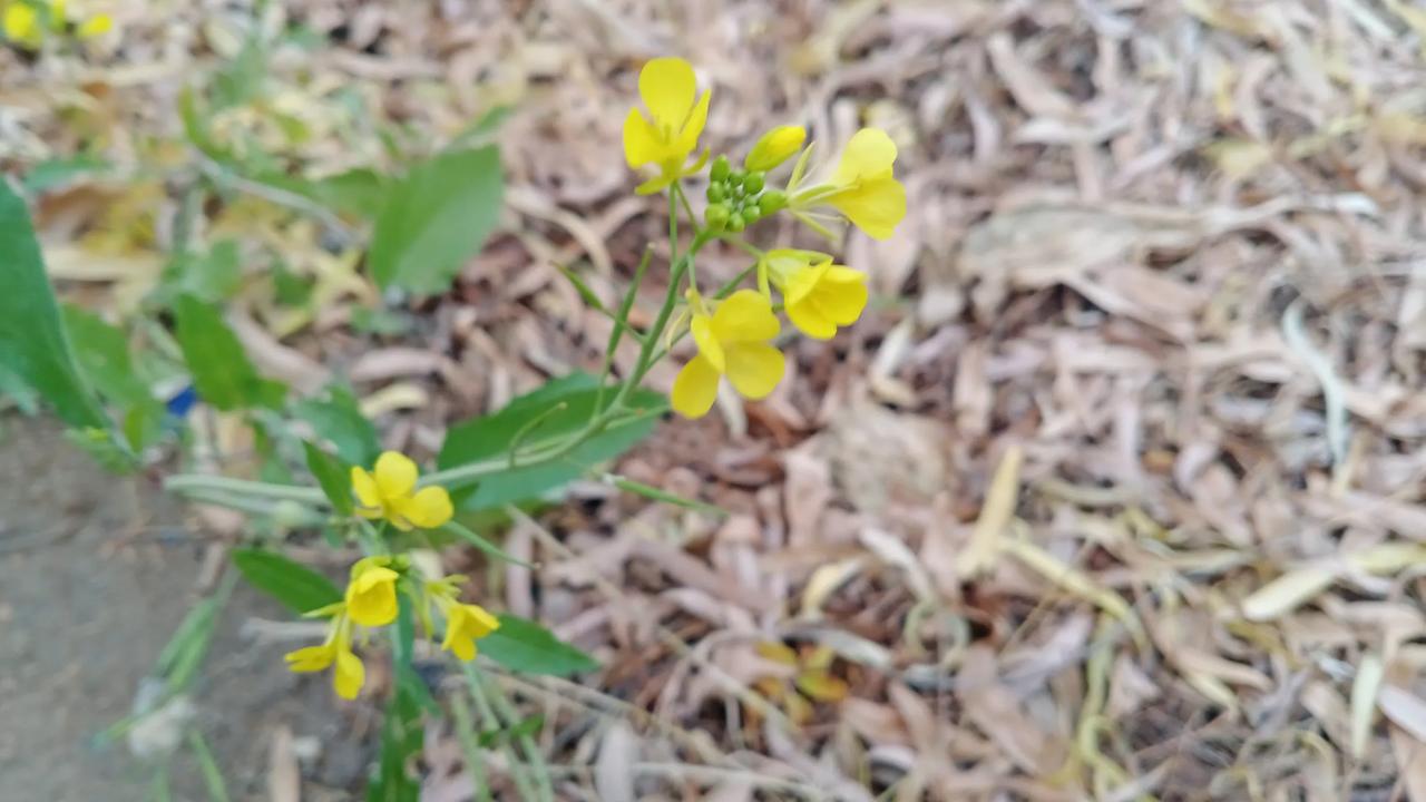 #分享生活随手拍#新疆兵团第十师北屯市一八七团