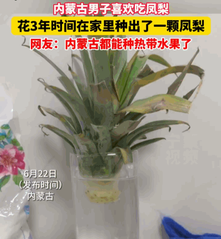 功夫不负有心人！内蒙古，一男子三年前纯粹因为嘴馋，便将吃剩的凤梨顶冠随手水培。面