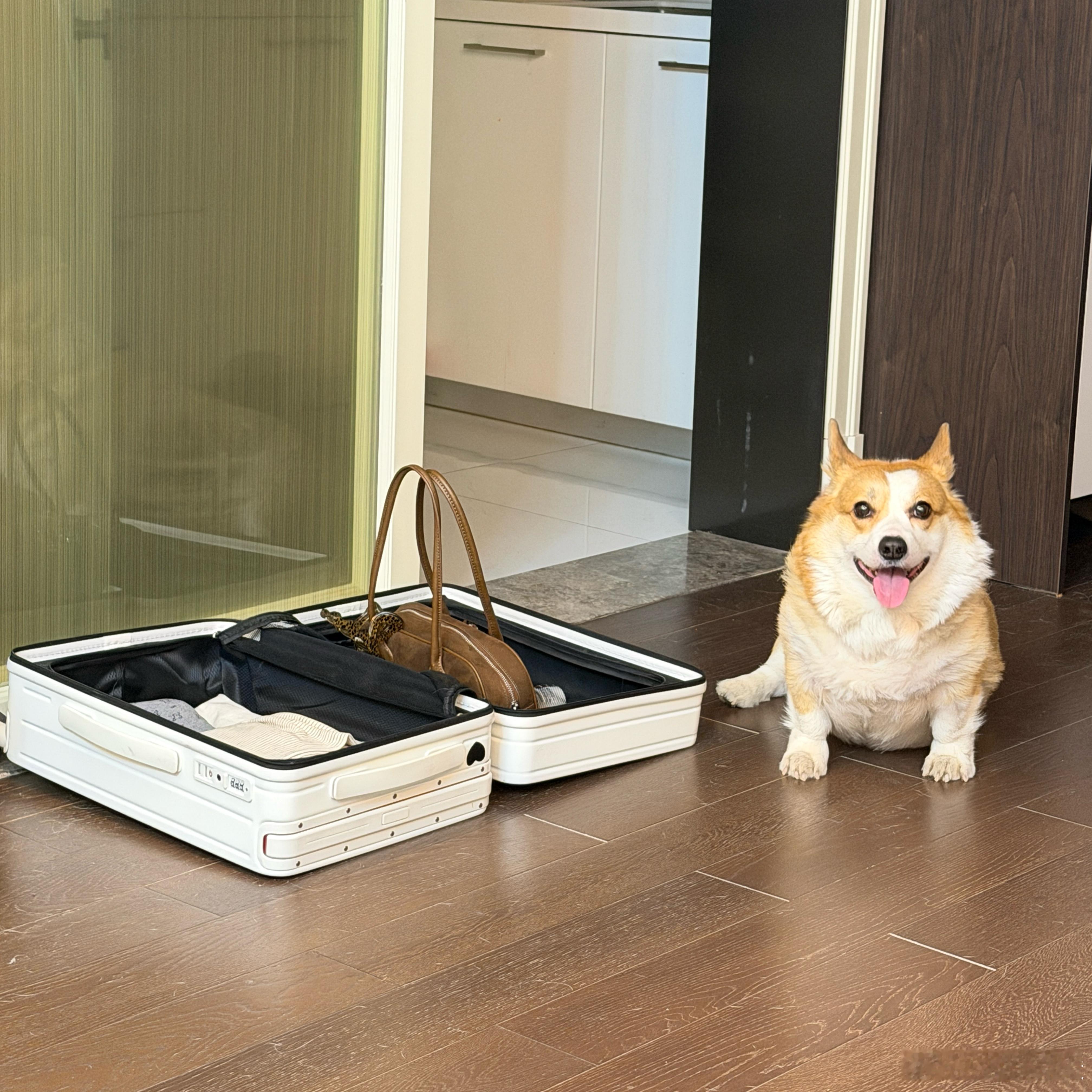 回回出差收拾东西的时候我和我的狗娃 我的修狗总会守在我的行李旁