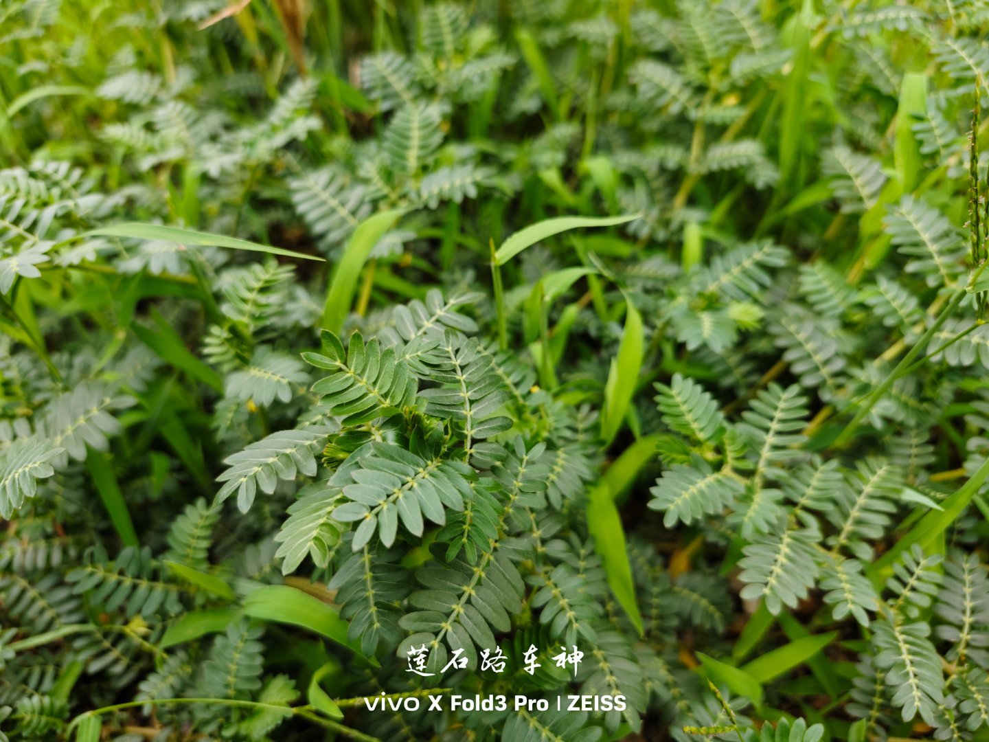 这叫啥草？我小时候一直都希望它是含羞草，但它不是，不会含羞…北京没有野生的含羞草