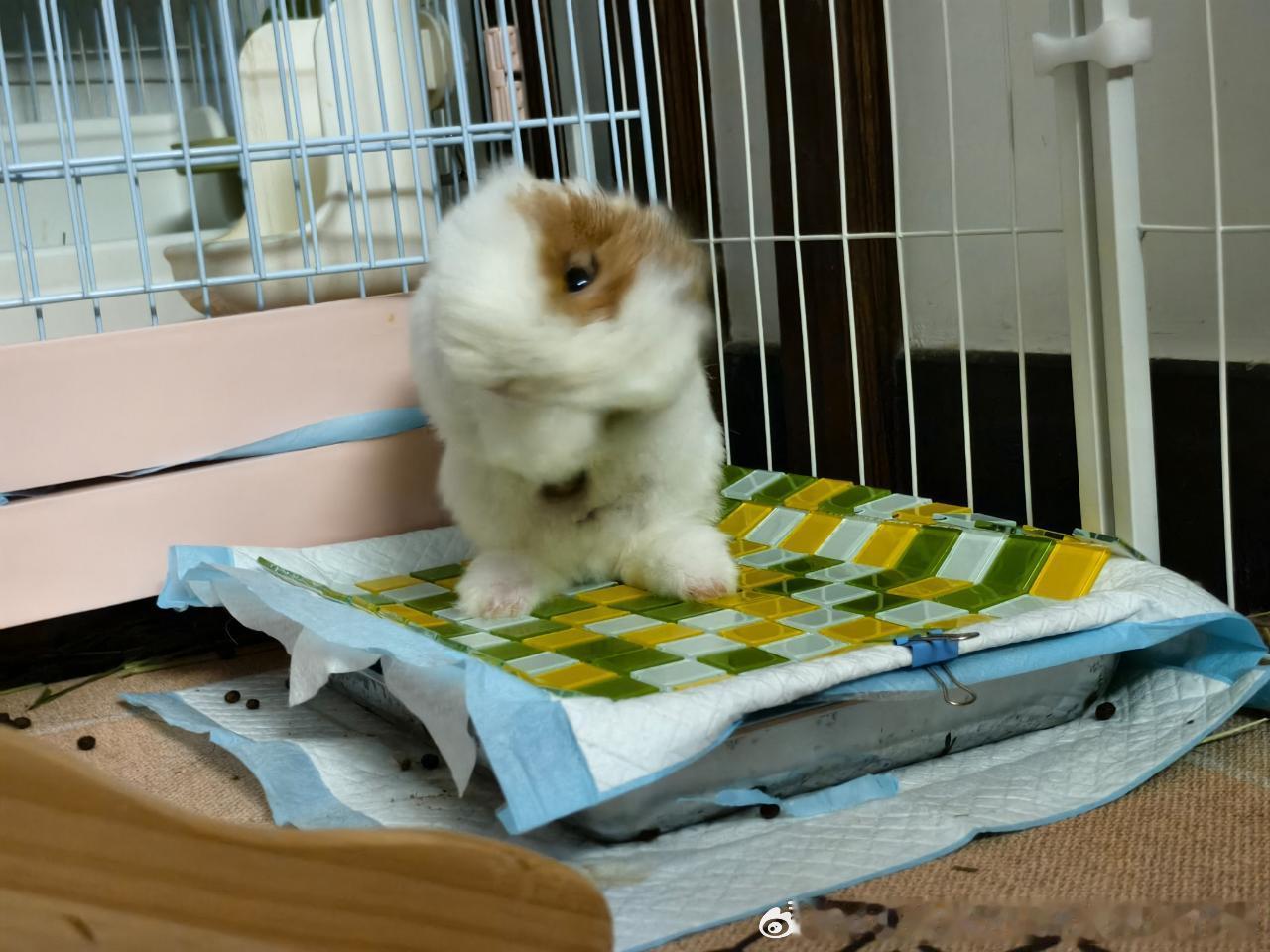14392🐇【只是在】清理耳朵！ 