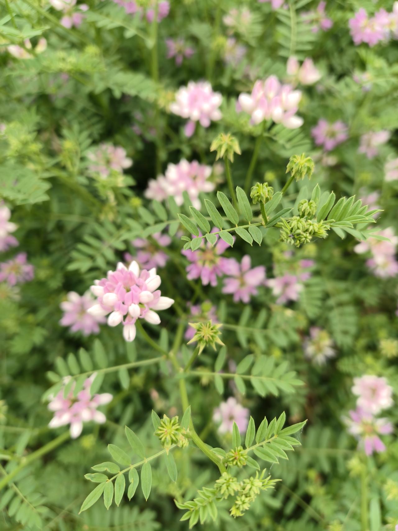 又认识了一种花，河边大片大片这种粉红花原来叫绣球小冠花，它的花期长，根系发达，抗