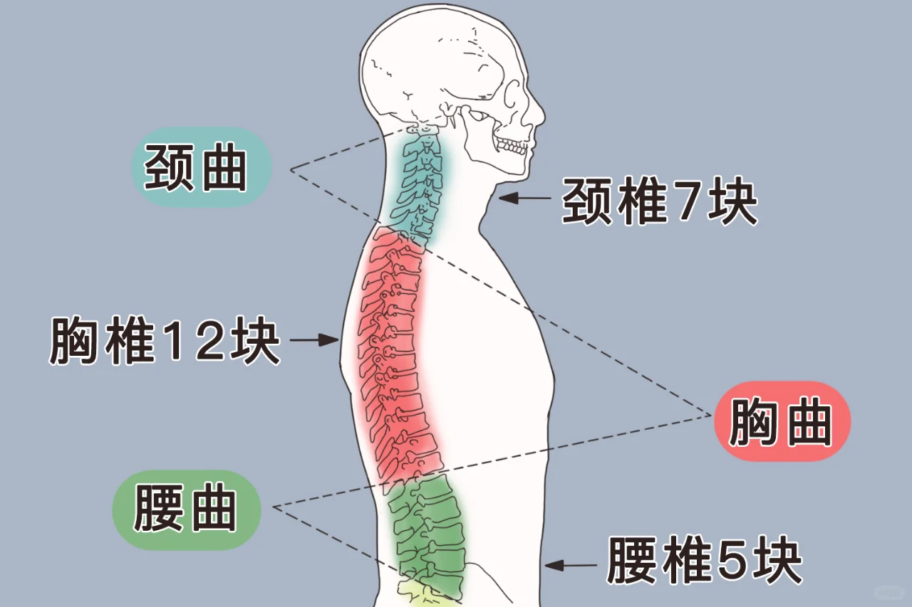 胸椎位置示意图