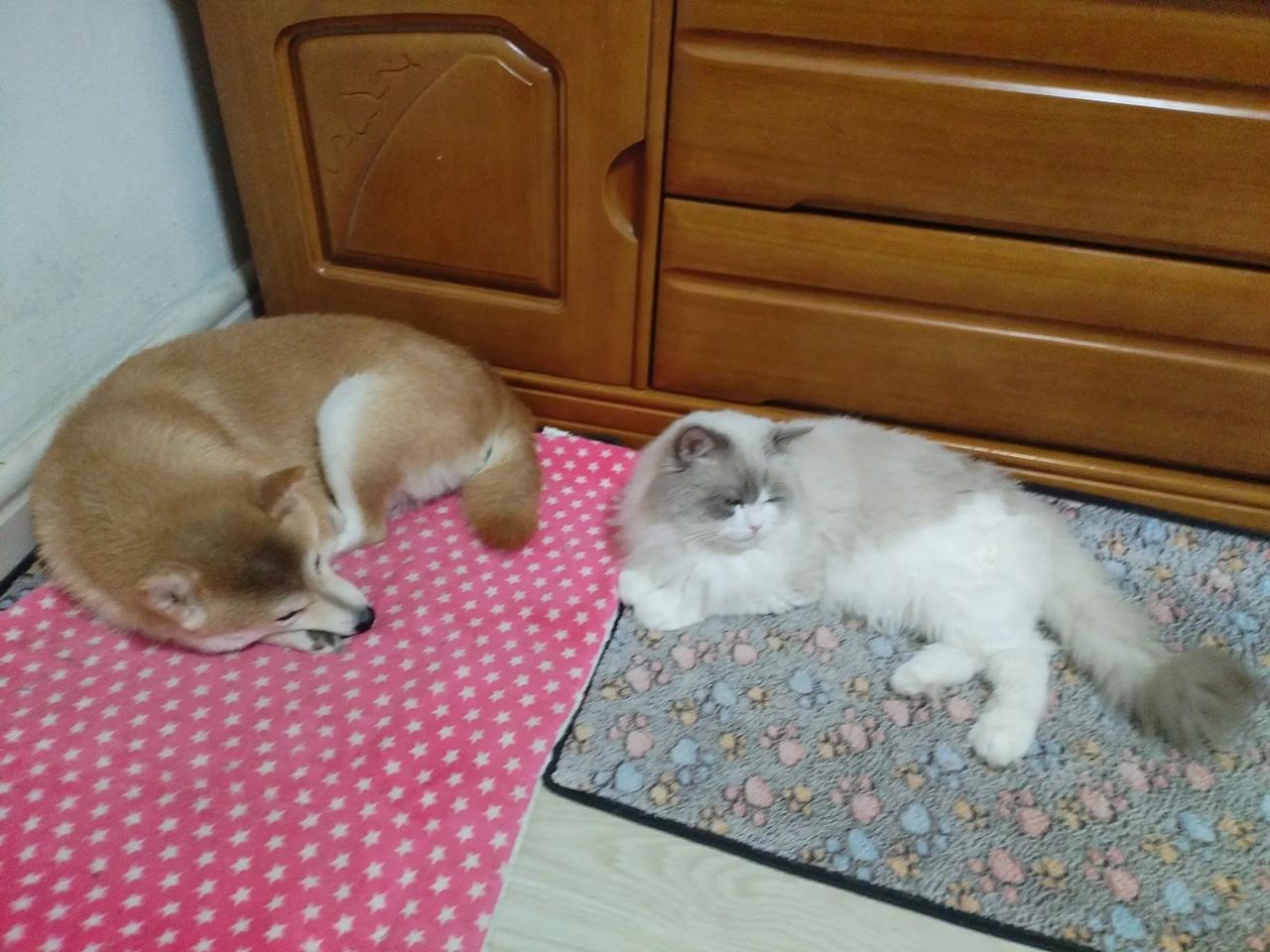 希望大黄以后能硬气起来，证明自己！让猫咪别拿豆包不当干粮，别拿狗子当软柿子捏，毕