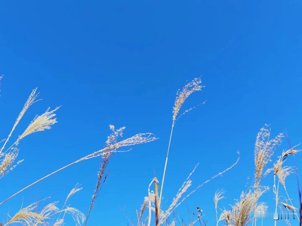 【七律•初冬草木半青黄】
初冬草木半青黄，朗月山中夜坐霜。
落叶堆丘生火旺，梅花