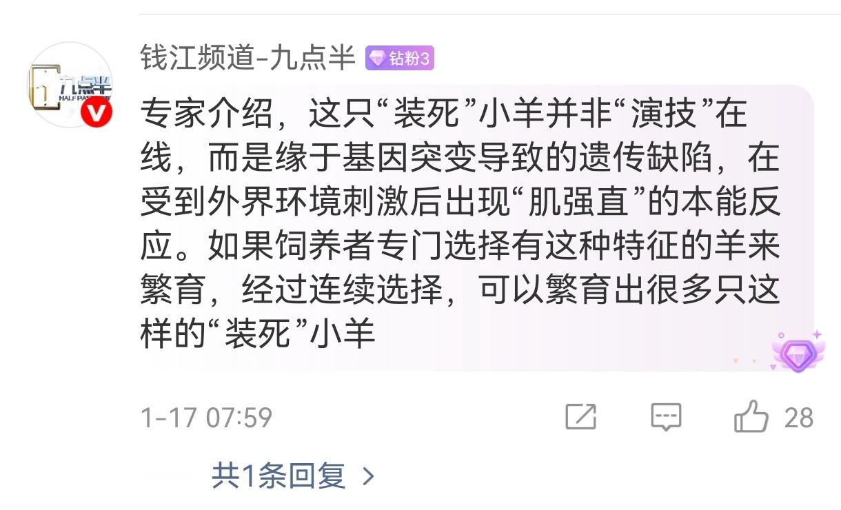 专家回应小羊为什么会装死：肌肉僵直是基因缺陷，可以选择性培育更多“装死小羊”..
