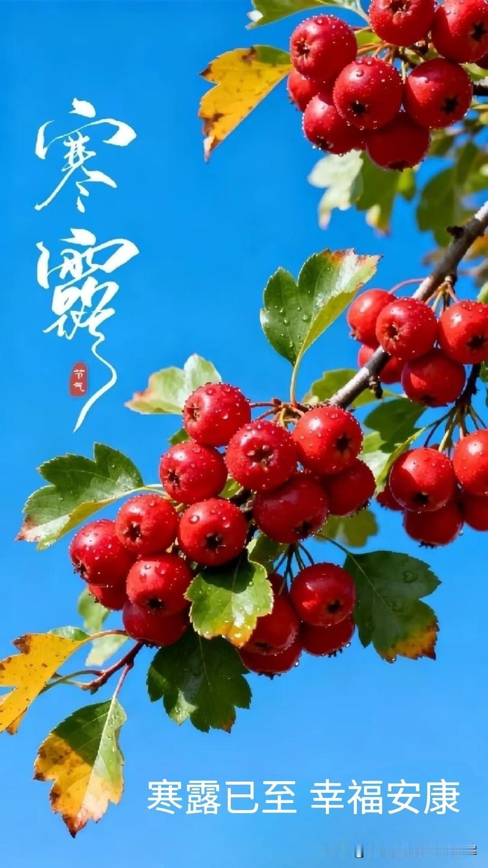 🍂今日·寒露💧 
 风渐凉，露转寒，转眼迎来了寒露节气。白露只是凝露，寒露则