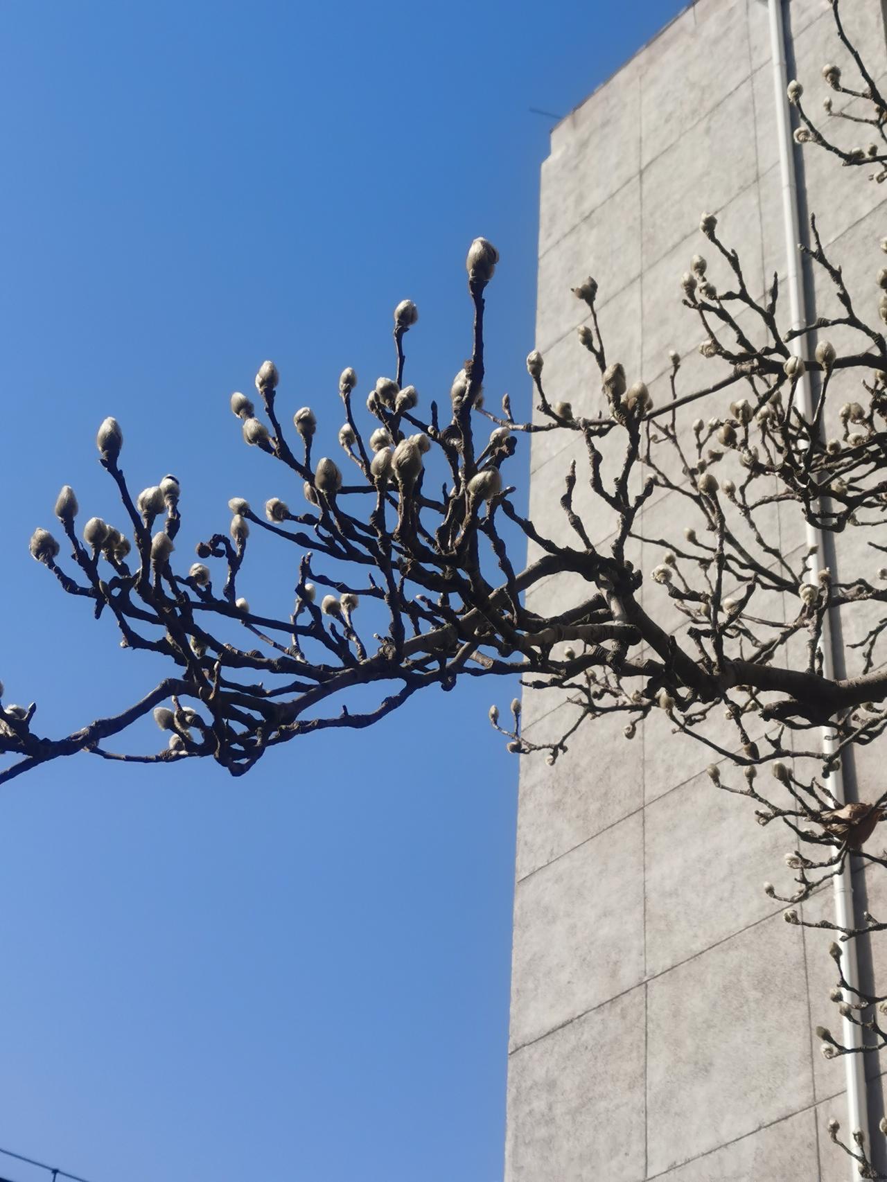 校园玉兰含苞欲放了，北京的春天要来了。