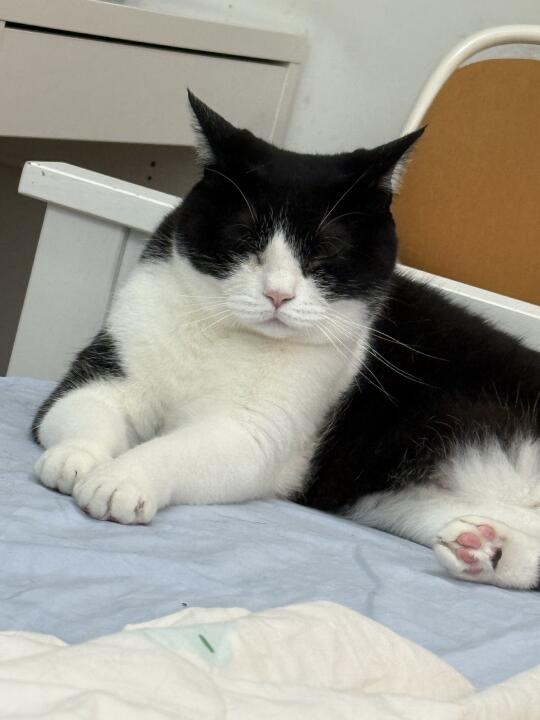 猫醒得早，请买遮光窗帘！实测有用！！