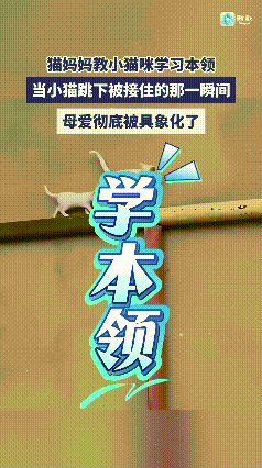 猫妈妈教小猫跳落本领，接住的瞬间太暖心了
 
看猫妈妈带着小猫在管道上一步步往前