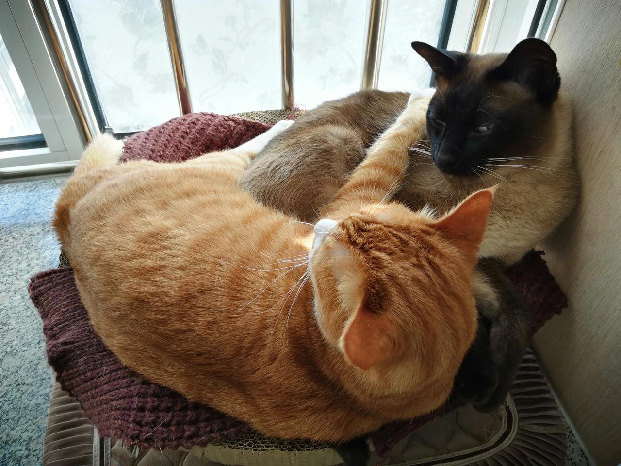 据说救助流浪猫狗可以使你身体健康还可以增加寿命。我一直身体不好，于是就救助了一只