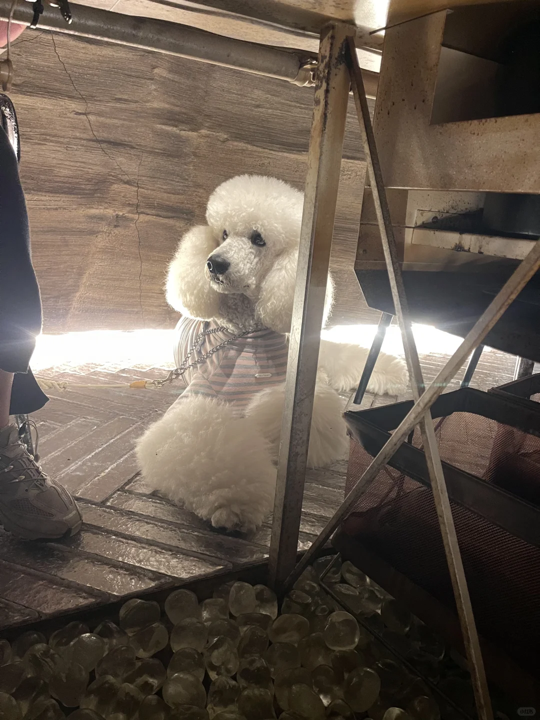桌子下一只比熊