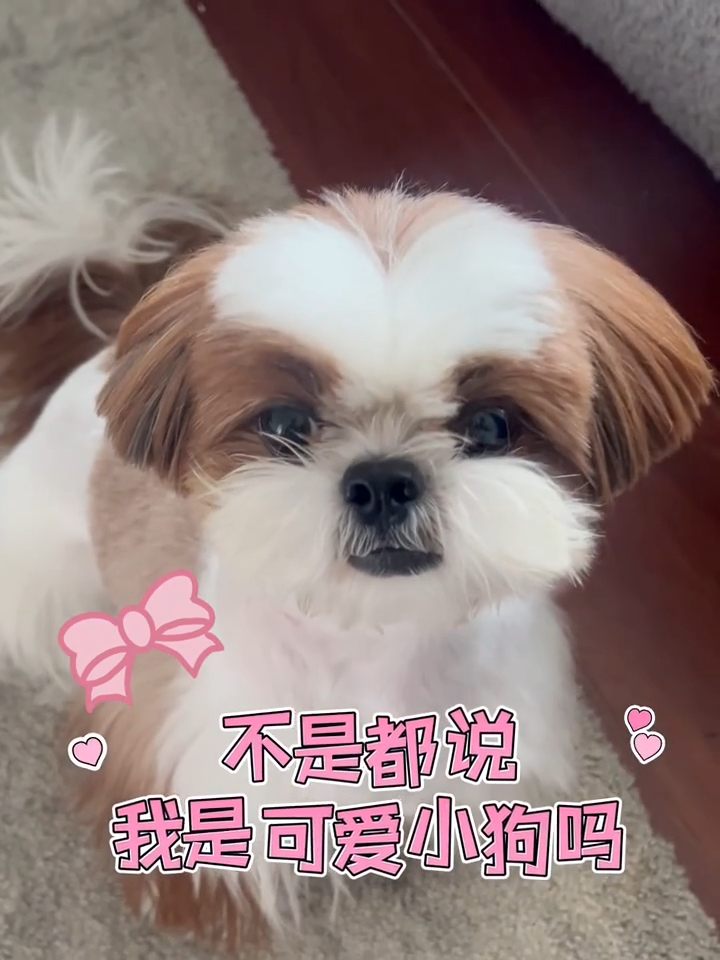 差点忘了我们家呆球过几天也出道三年了 ​​​