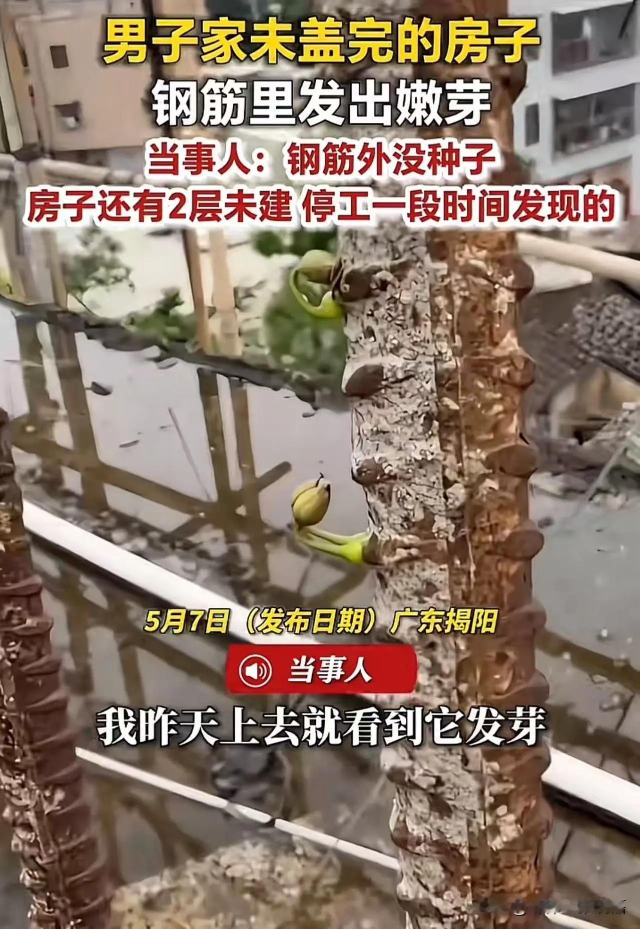 广东揭阳惊现奇观！盖房钢筋里冒出嫩芽，无土无种子，真相看哭网友
 
广东揭阳，一