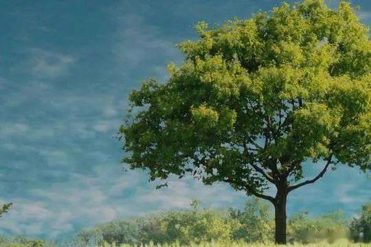 老公的外婆活了104岁，终于去了。她人生最后的五年时光是辗转于四个子女的家。她在