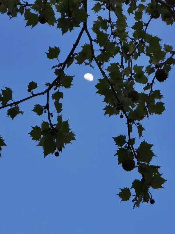 有人能精准解读自己的诗，那种感觉宛如挖到了宝藏。就如“谈定”对《梧桐映月》的解读