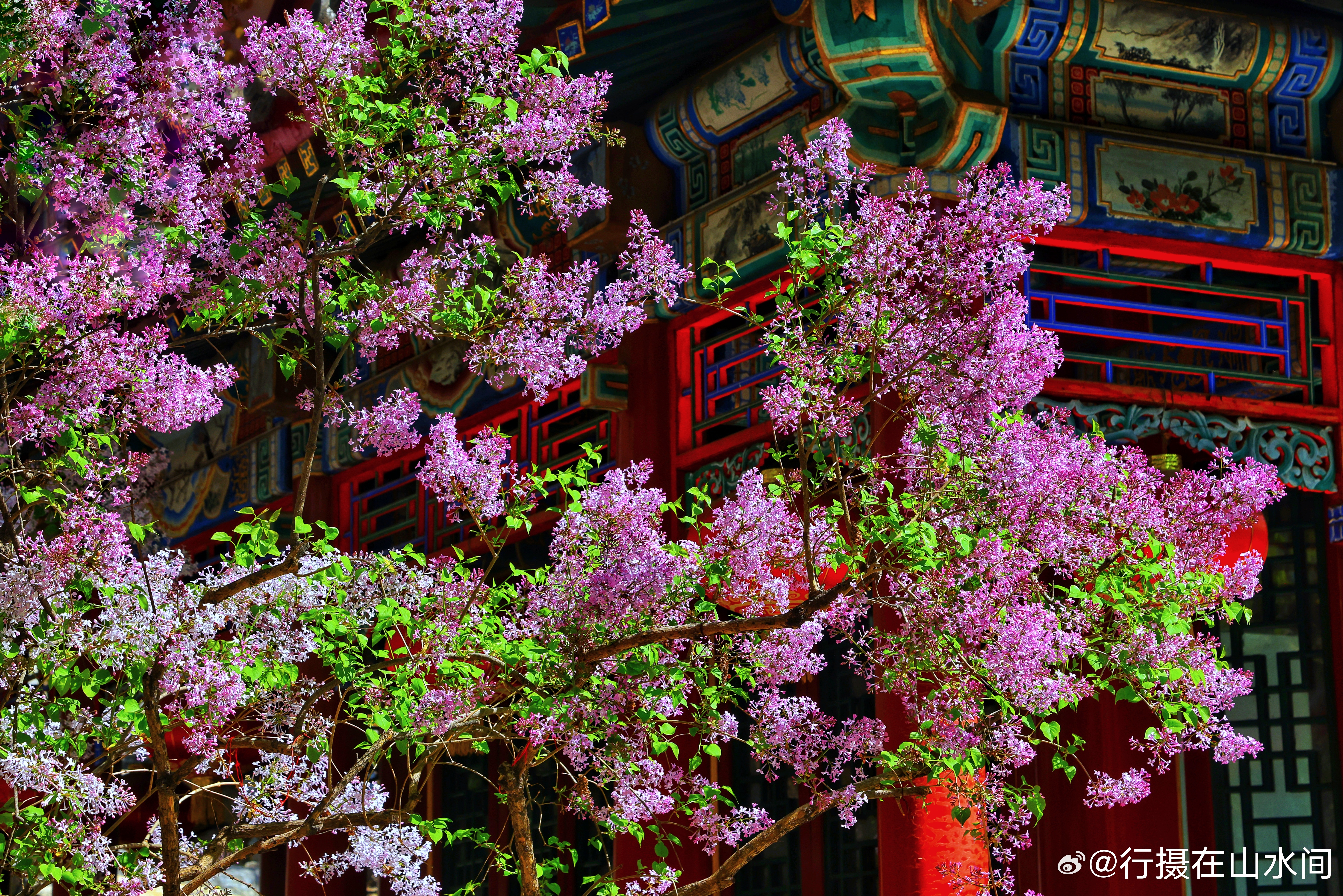 北京大观园丁香花开了，2026.4.4摄影