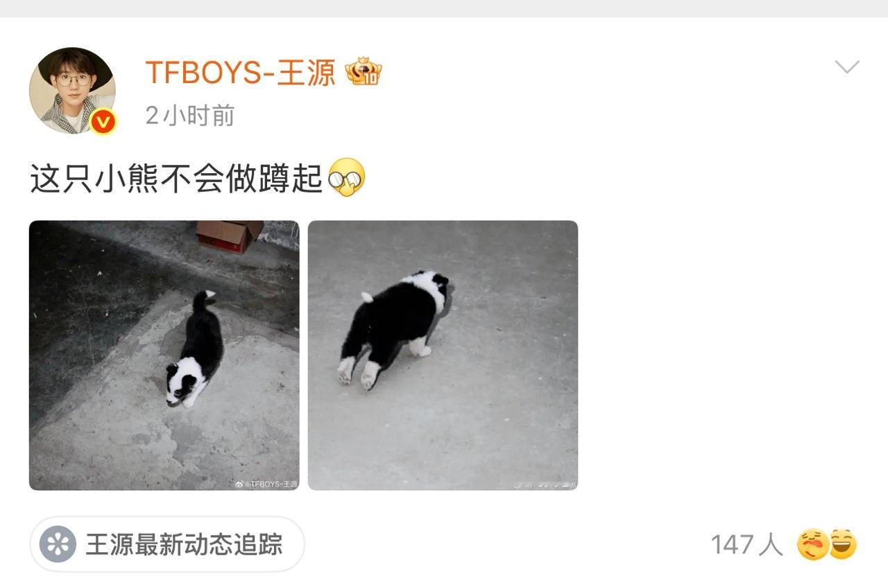 王源发的不会做蹲起的小熊 晒出“小熊”萌态，边牧宝宝努力尝试却做不好蹲起，软乎乎