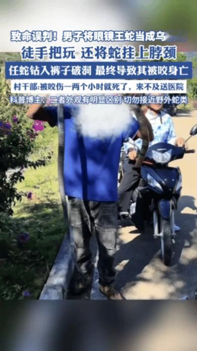 揪心的悲剧，9月2日，事发贵州贞丰县沙坪镇大寨村，村民收割稻谷时发现一条眼镜王蛇