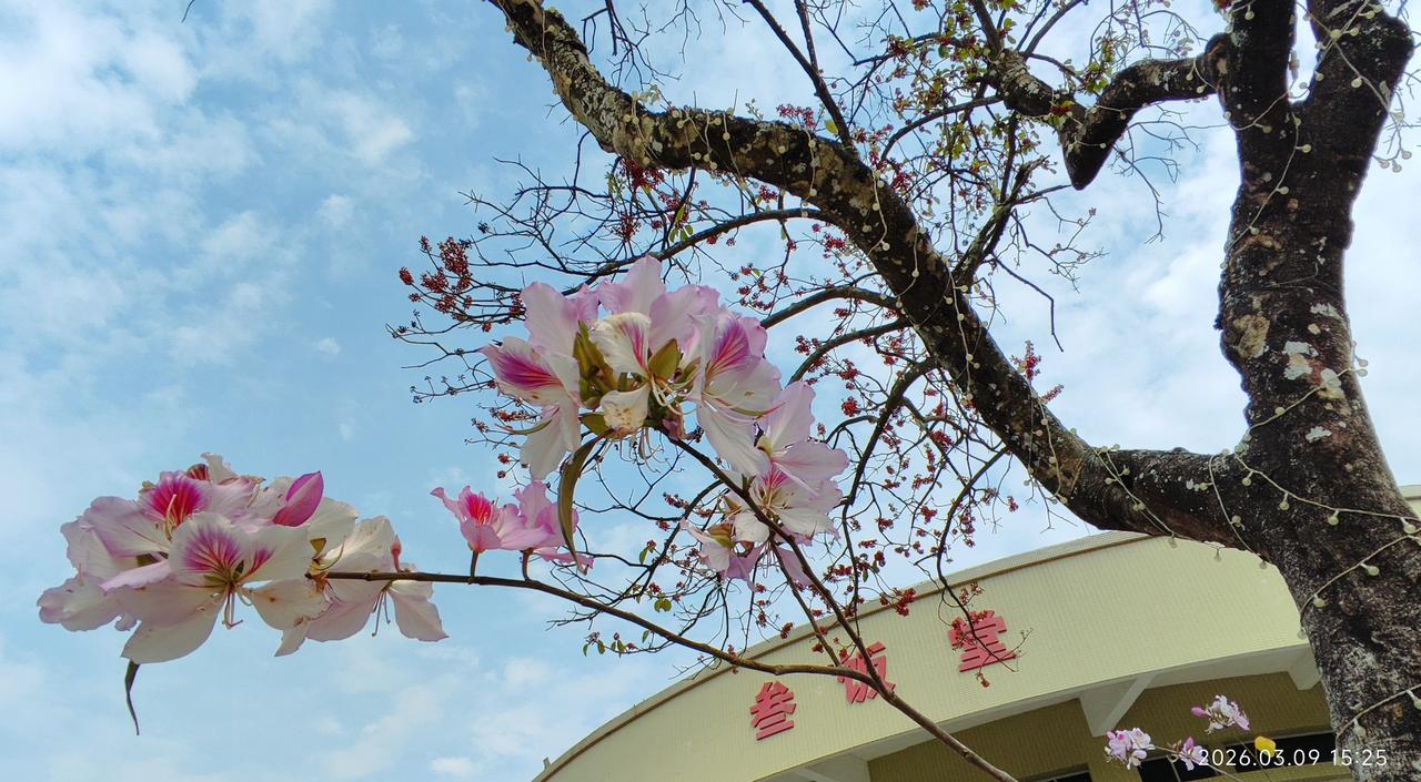 宫粉紫荆大都谢了，但也有个别仍在盛开  ​​​