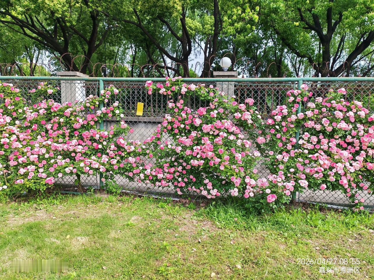 有没有漂亮的花朵图片月季花在春天里争奇斗艳，以各自独特的色彩、花型和香气，为春天
