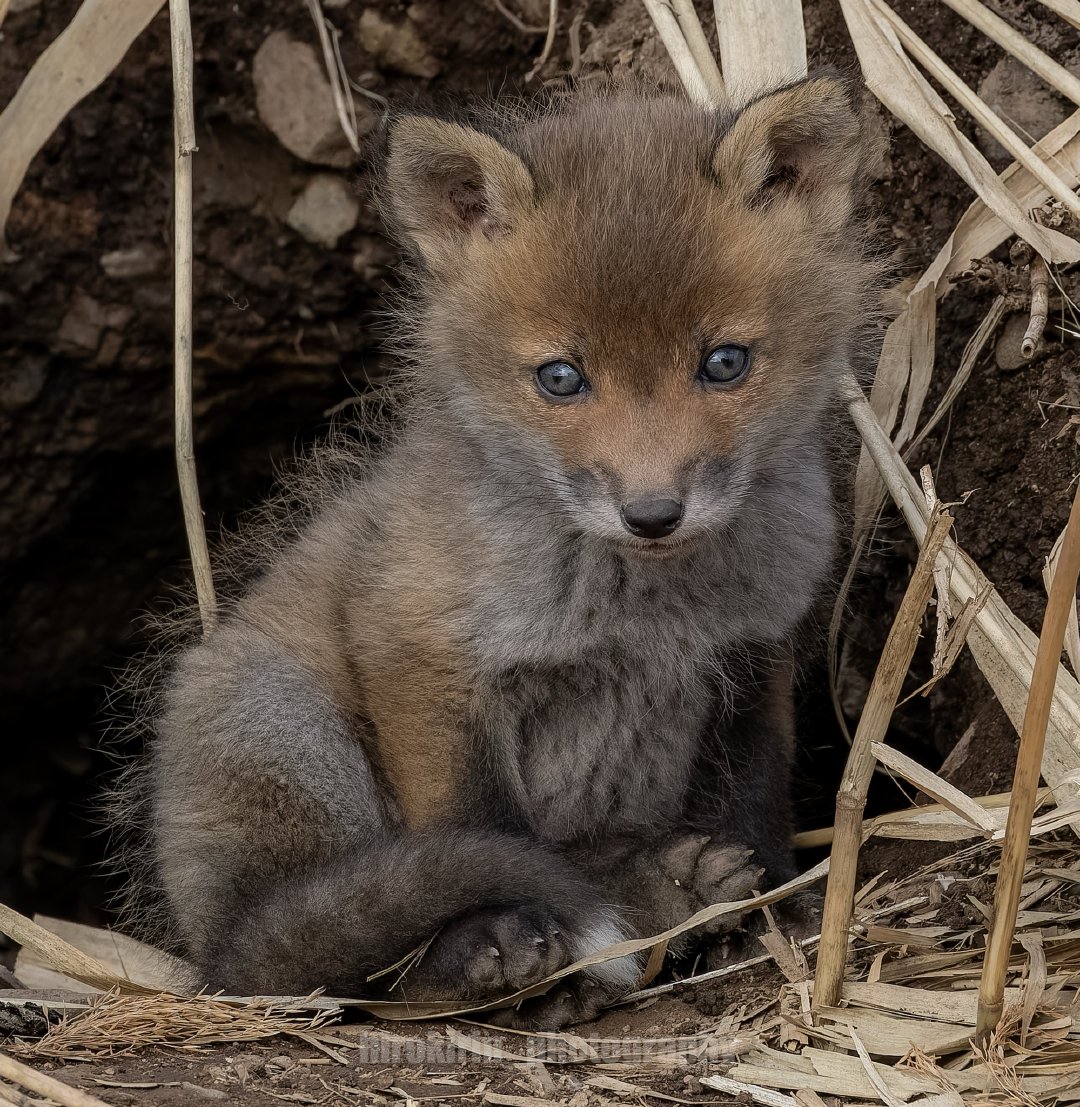 狐狸耳朵犯规了💕🦊©️hirokirin_photo 