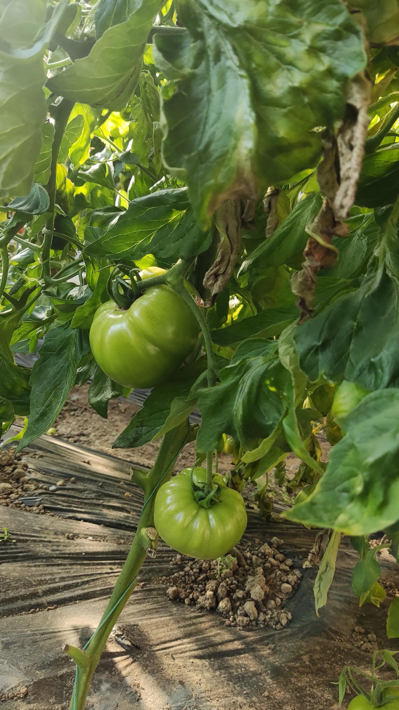 今年冬天的不同绿番茄～
