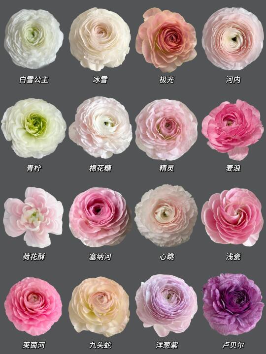 每日识花系列｜一次性认识16种洋牡丹