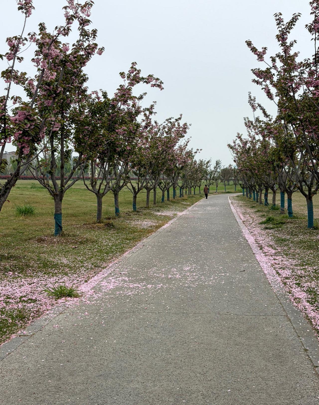 昨天下午，在公园和邻居散步，期间无意间聊到发朋友圈这件事，她一番话，直接把我点醒