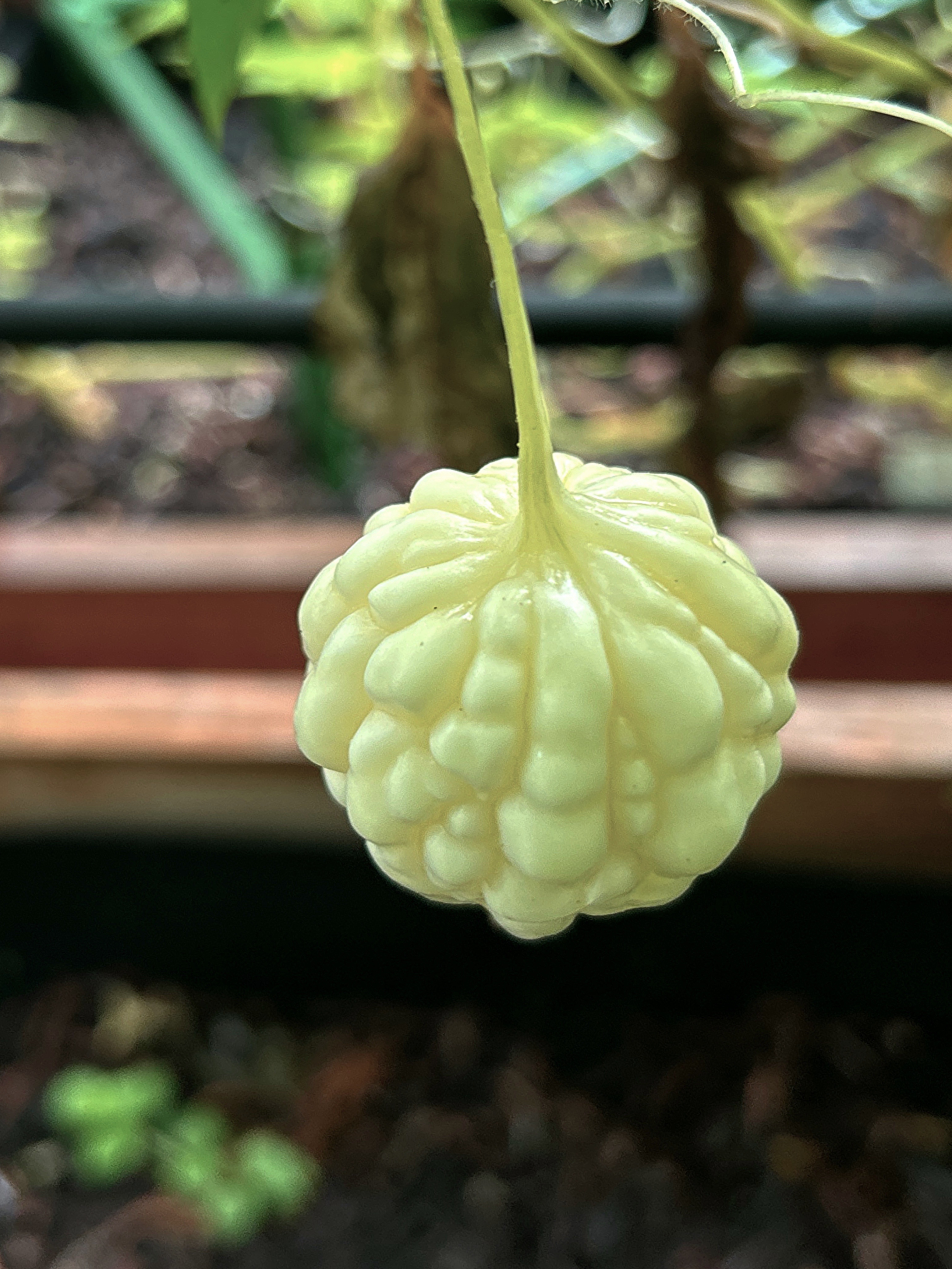 湖畔林间之山青水秀山庄菜园篇 有博友问，往年看你种苦瓜积极哦，今年怎么还没见呢？